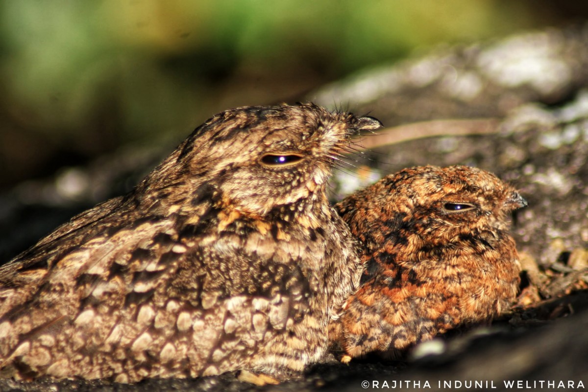 Caprimulgus atripennis